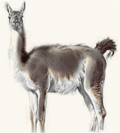 guanaco.jpg